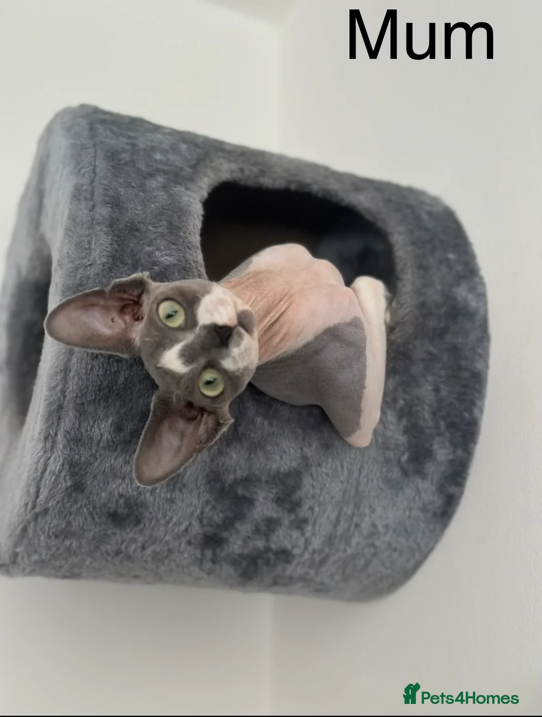 Sphynx cats for sale: Beautiful sphynx kittens from a mum and dad home - Advert 1