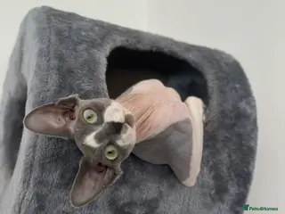 Sphynx cats Beautiful sphynx kittens from a mum and dad home - Advert 3