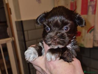 Yorkshire Terrier dogs REDUCED LAST 2 BOYS - Advert 2