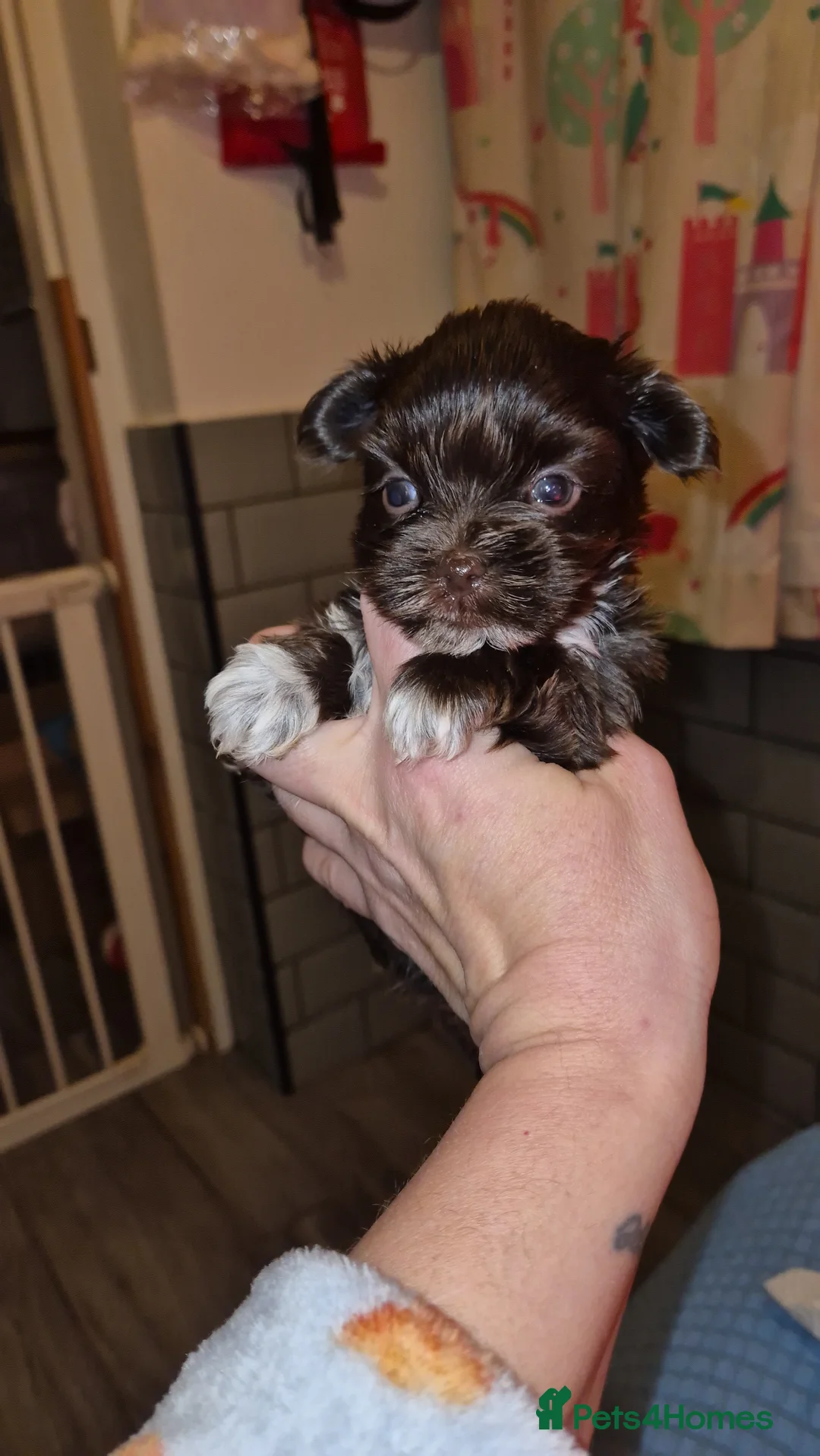 Yorkshire Terrier dogs for sale: REDUCED LAST 2 BOYS  - Advert 1