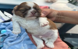 Shih Tzu dogs for sale: Doll face shih tzu tri colour puppy’s  - Image 12