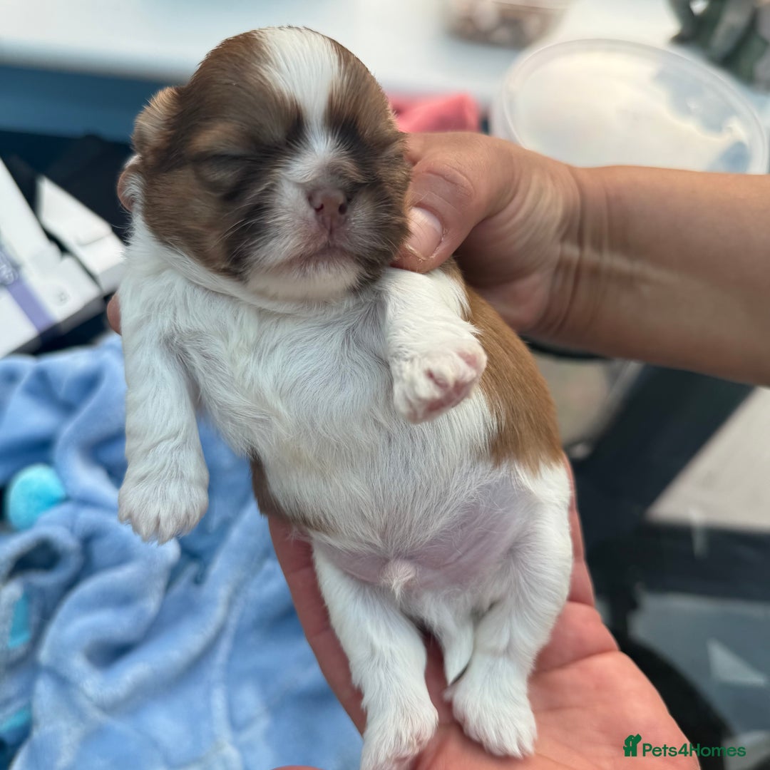 Shih Tzu dogs for sale: Doll face shih tzu tri colour puppy’s  - Image 12