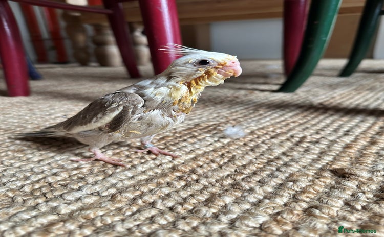 Cockatiels birds - Advert 14
