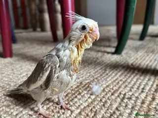 Cockatiels birds Hand Reared Baby Cockatiels - Advert 2