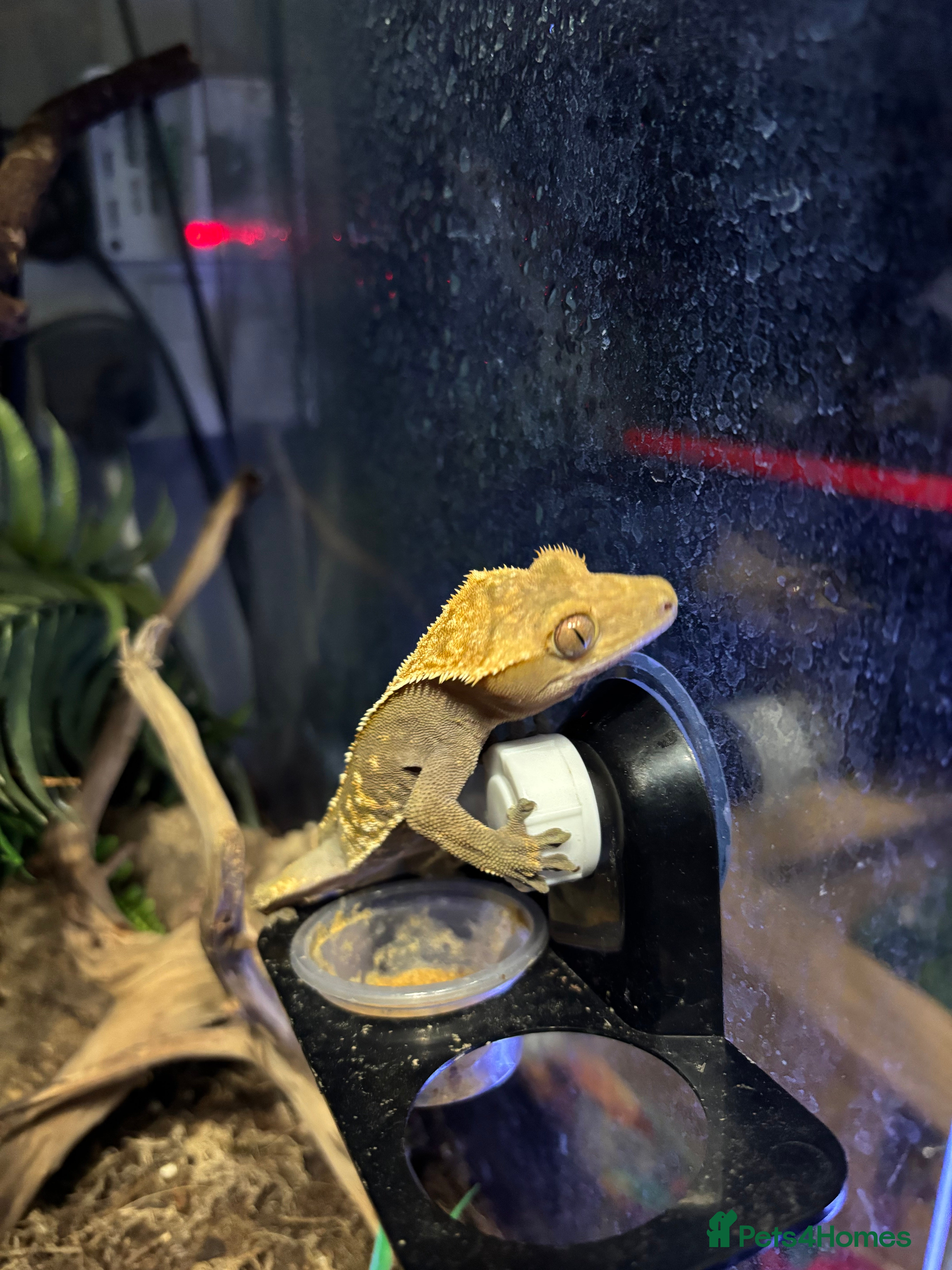 Gecko reptiles Male crested Gecko and full set up  - Advert 6