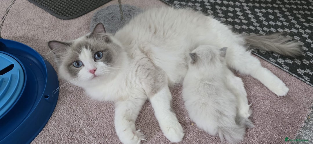 Ragdoll cats for sale: Ragdoll Kitten - Image 6