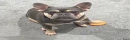 French Bulldog dogs for sale: Lilac and fawn micro french bulldog female  - Advert 6