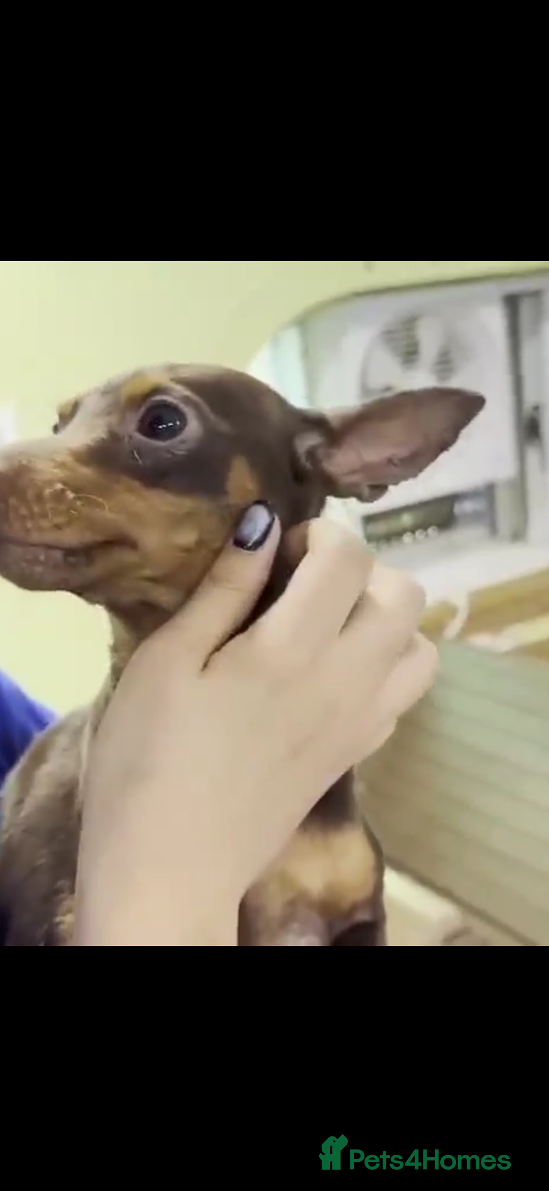 Miniature Pinscher dogs for adoption: John 3 year mini pin Korean meat trade survivor  - Image 4