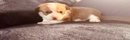 Welsh Corgi Pembroke dogs for sale: Welsh Pembrokeshire corgi puppies in Chester - Advert 8