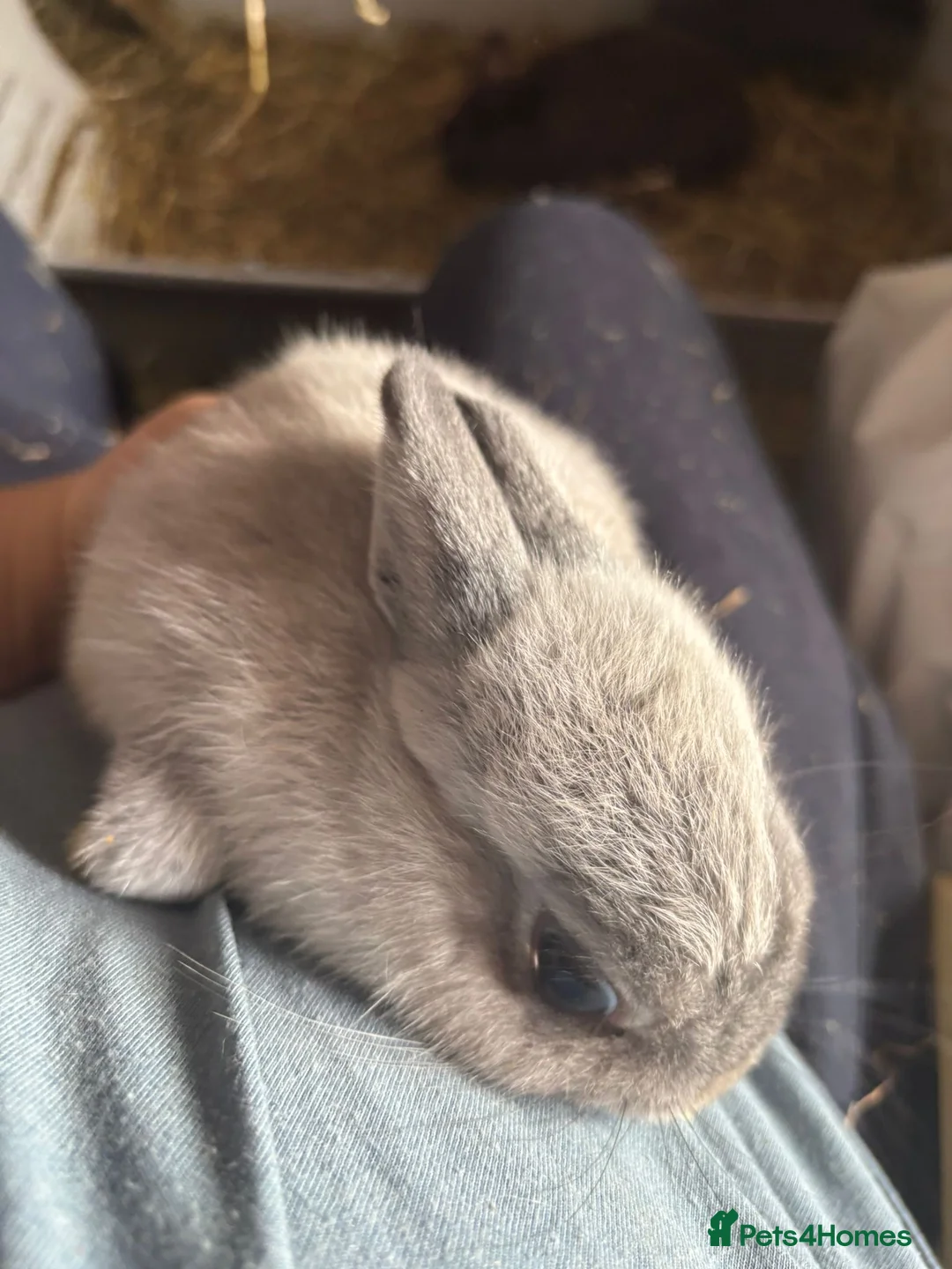 Netherland Dwarf rabbits for sale: 4 adorable young netherland dwarf - Advert 2
