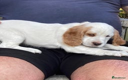 Cocker Spaniel dogs for sale: Cocker Spaniels, working type, KC reg, DNA clear - Image 21