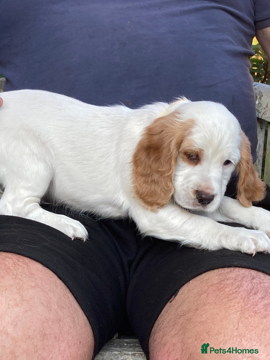 Cocker Spaniel dogs for sale: Cocker Spaniels, working type, KC reg, DNA clear - Image 21