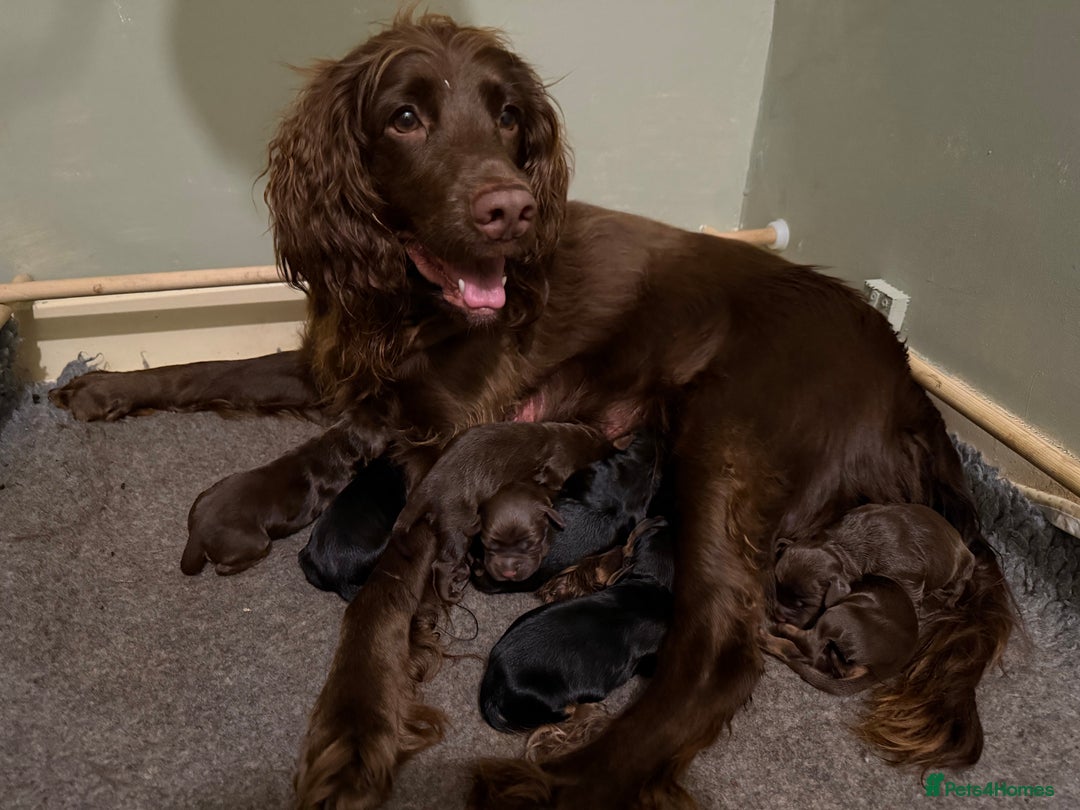 Sprocker dogs for sale: Beautiful Sprocker puppies  - Image 16