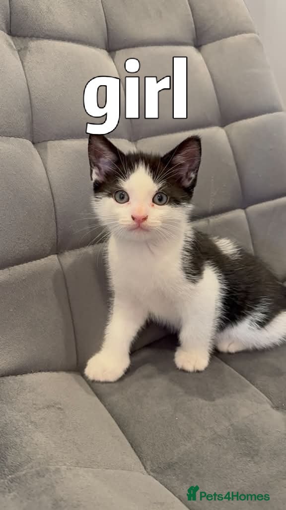 Mixed Breed cats Kittens for sale  - Advert 13