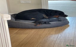 Rottweiler dogs for stud: Rotweiller For Stud - Image 9