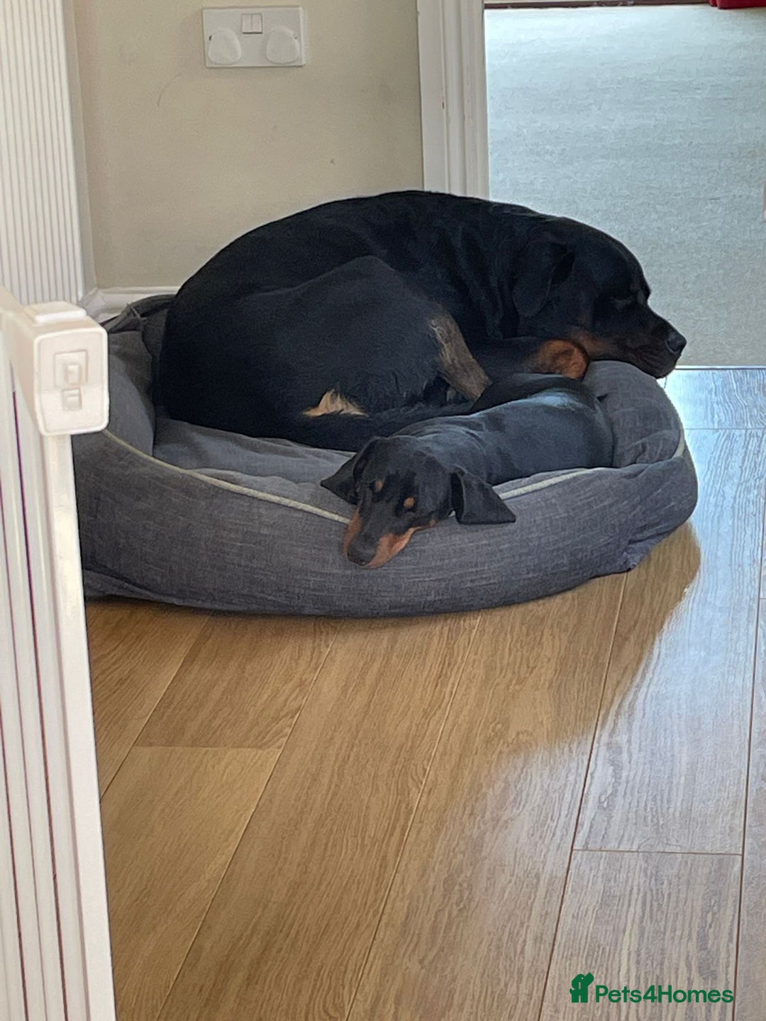 Rottweiler dogs for stud: Rotweiller For Stud - Image 9