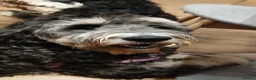 Bernedoodle dogs for sale: Mini Bernedoodle puppies due in 3 weeks - Advert 9