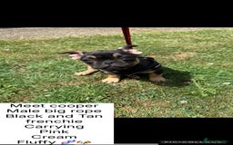 French Bulldog dogs for sale: Fluffy ** frenchies  - Image 3