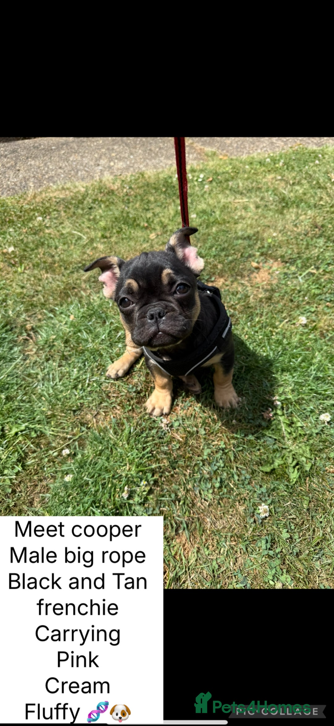French Bulldog dogs for sale: Fluffy ** frenchies  - Image 3