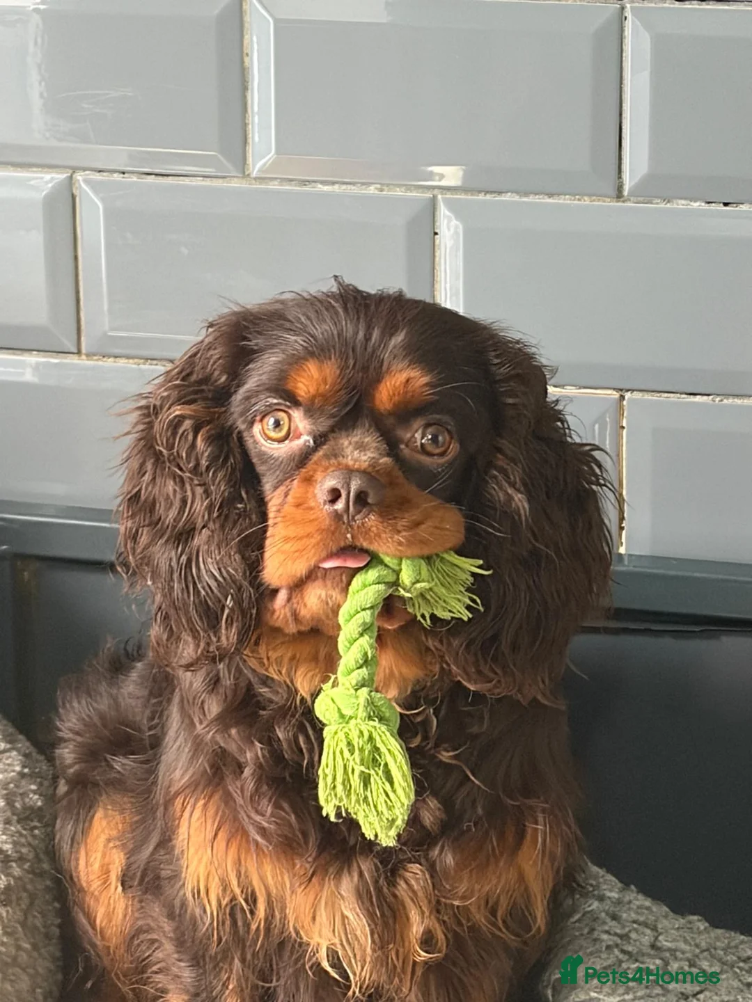 Cavalier King Charles Spaniel dogs for stud: KC REG BROWN & TAN HEALTH TESTED CAV STUD  - Advert 1