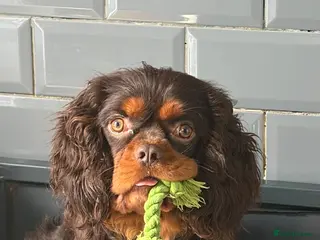 Cavalier King Charles Spaniel dogs KC REG BROWN & TAN HEALTH TESTED CAV STUD - Advert 2