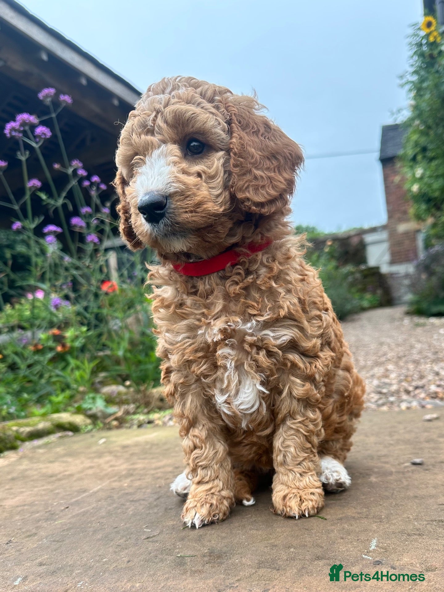 Mini Goldendoodle dogs Home reared miniature Goldendoodles - Advert 1
