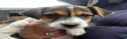 Jack Russell dogs for sale: Fantastic litter of Jack Russell  - Advert 6