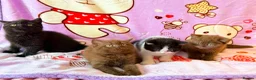 British Shorthair cats for sale: Beautiful British shorthair kittens available  - Advert 8