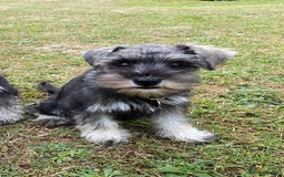 Miniature Schnauzer dogs for sale: Stunning Miniature Schnauzer Puppies in Hinckley - Image 1