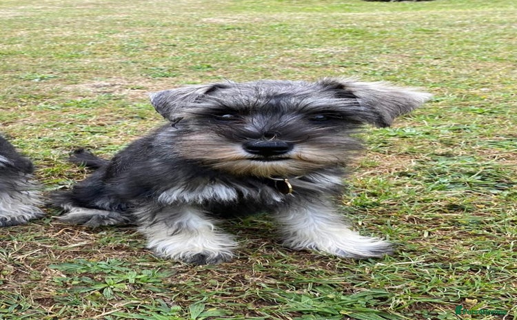 Miniature Schnauzer dogs in Hinckley - Advert 1