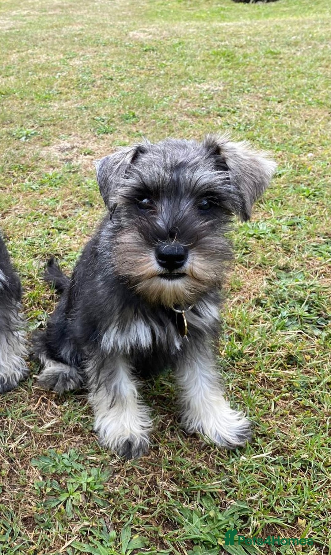 Miniature Schnauzer dogs for sale: Stunning Miniature Schnauzer Puppies in Hinckley - Image 1