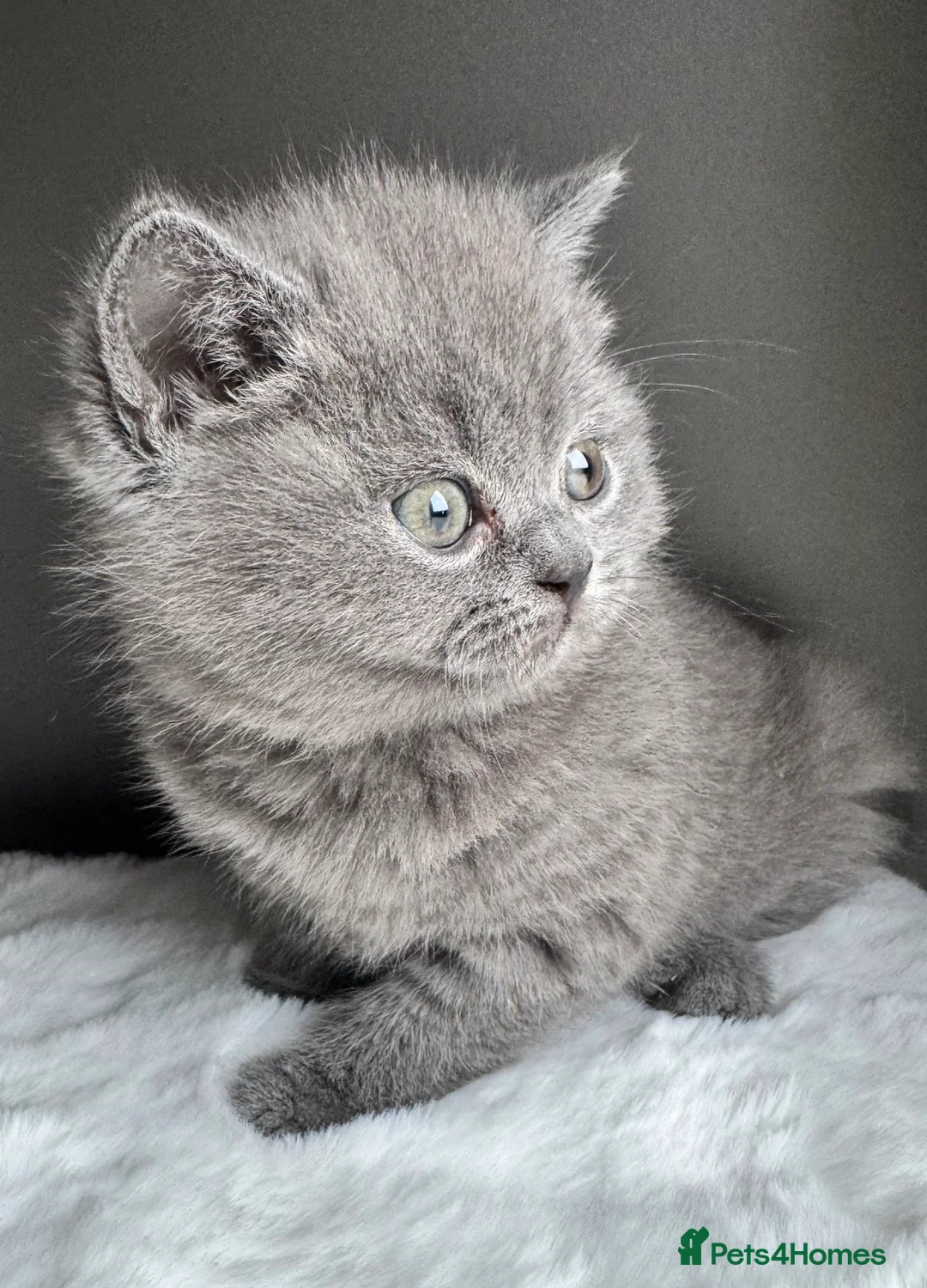 British Shorthair cats for sale: British Shorthair Kittens  - Advert 4