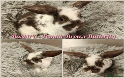 Mini Lop rabbits for sale: Beautiful Mini Lop Baby Rabbits  - Image 7