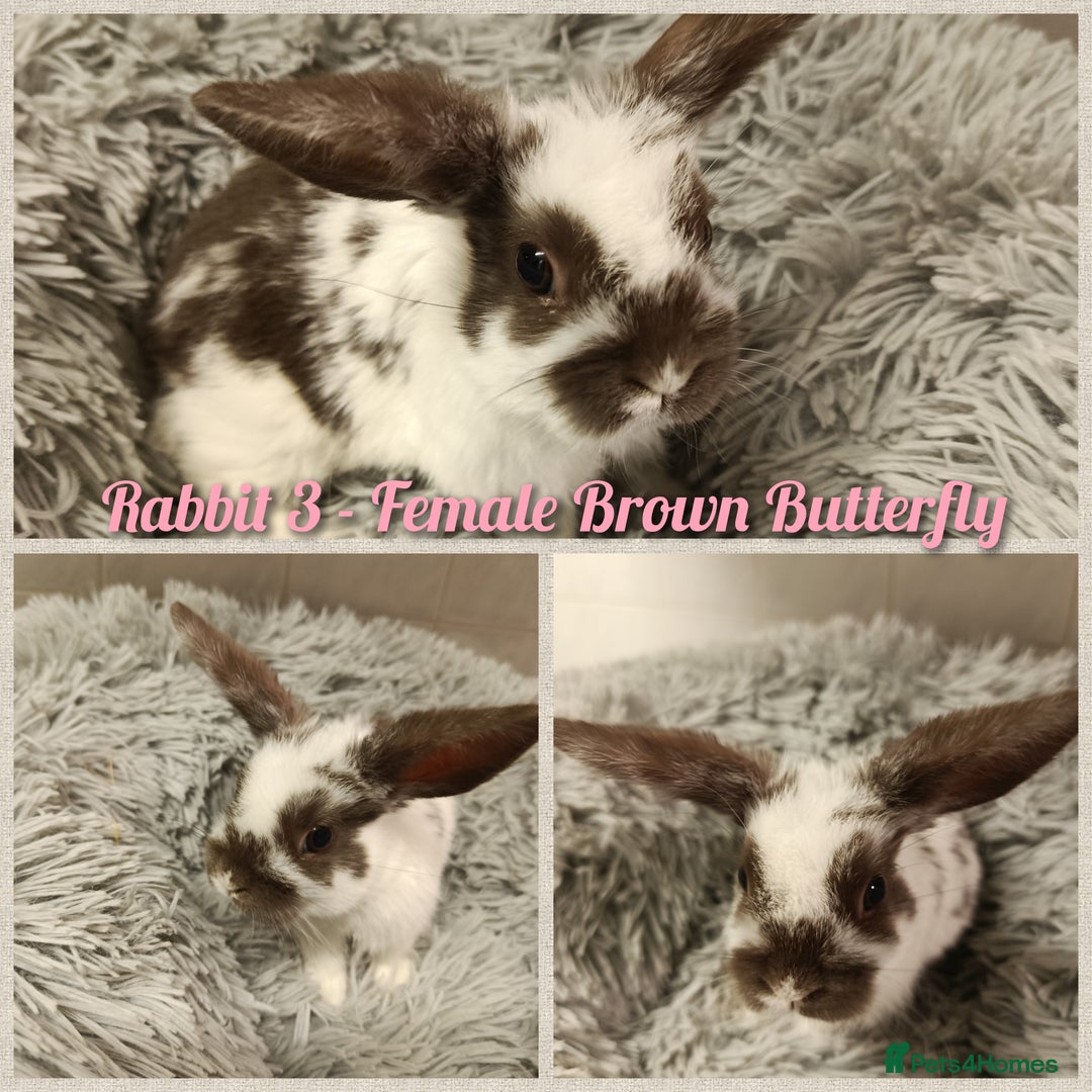 Mini Lop rabbits for sale: Beautiful Mini Lop Baby Rabbits  - Image 7