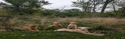 Labrador Retriever dogs for sale: 6 months old fox red lab  - Advert 1