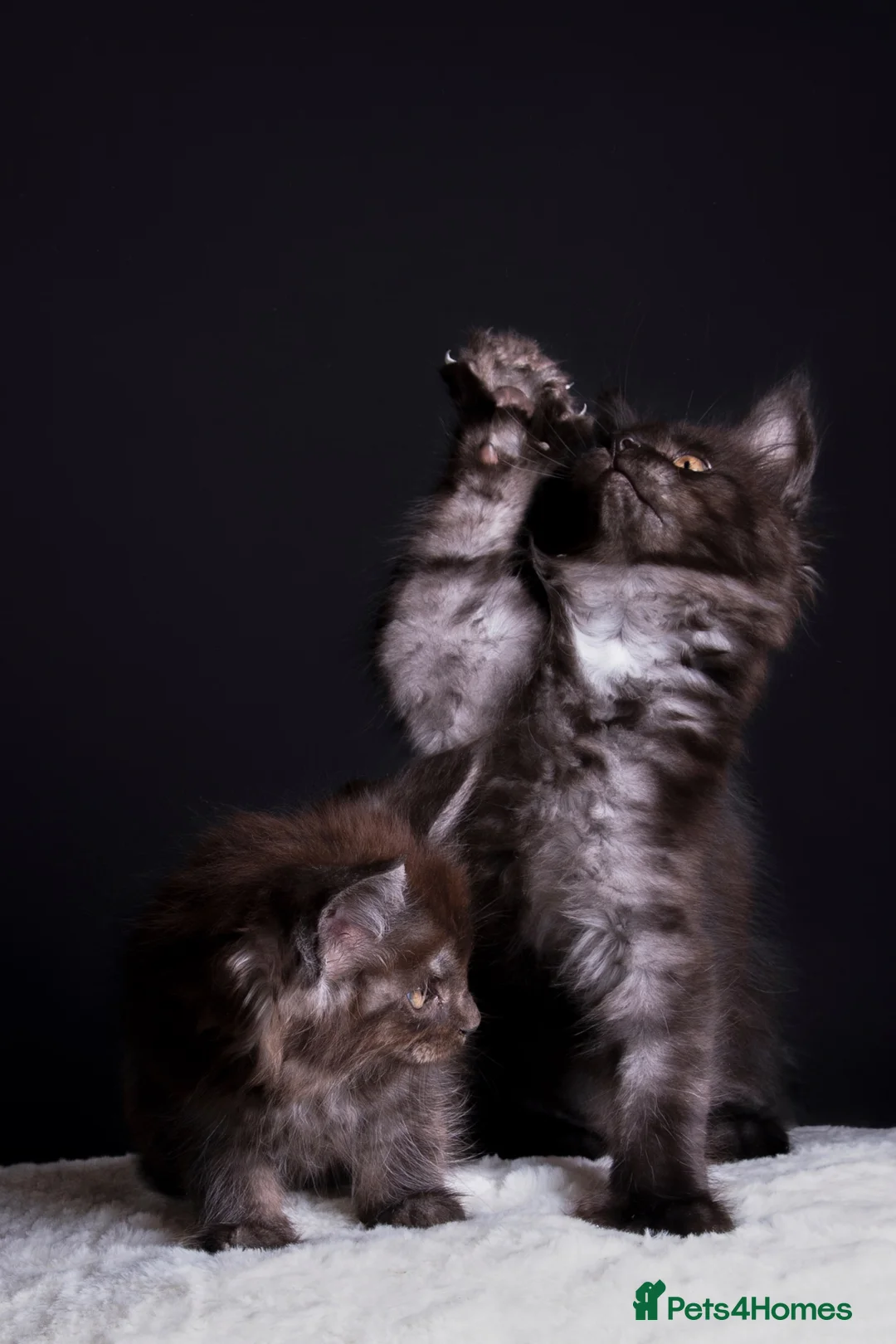 Maine Coon cats for sale: 🖤 TICA Registered Black Smoke Maine Coon Kittens  - Advert 2