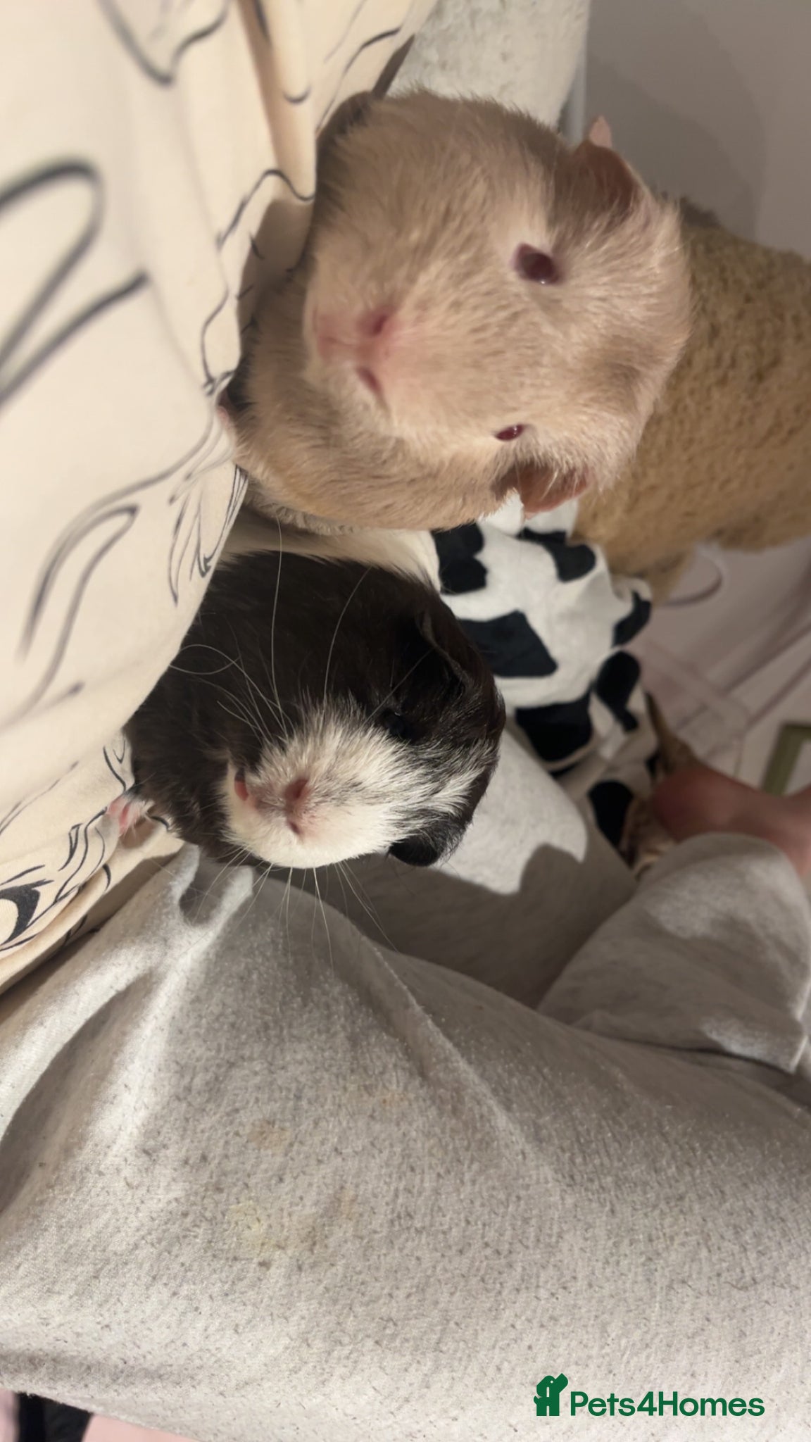 Guinea Pig rodents for sale: 2 male guinea pigs  in Boston - Advert 3