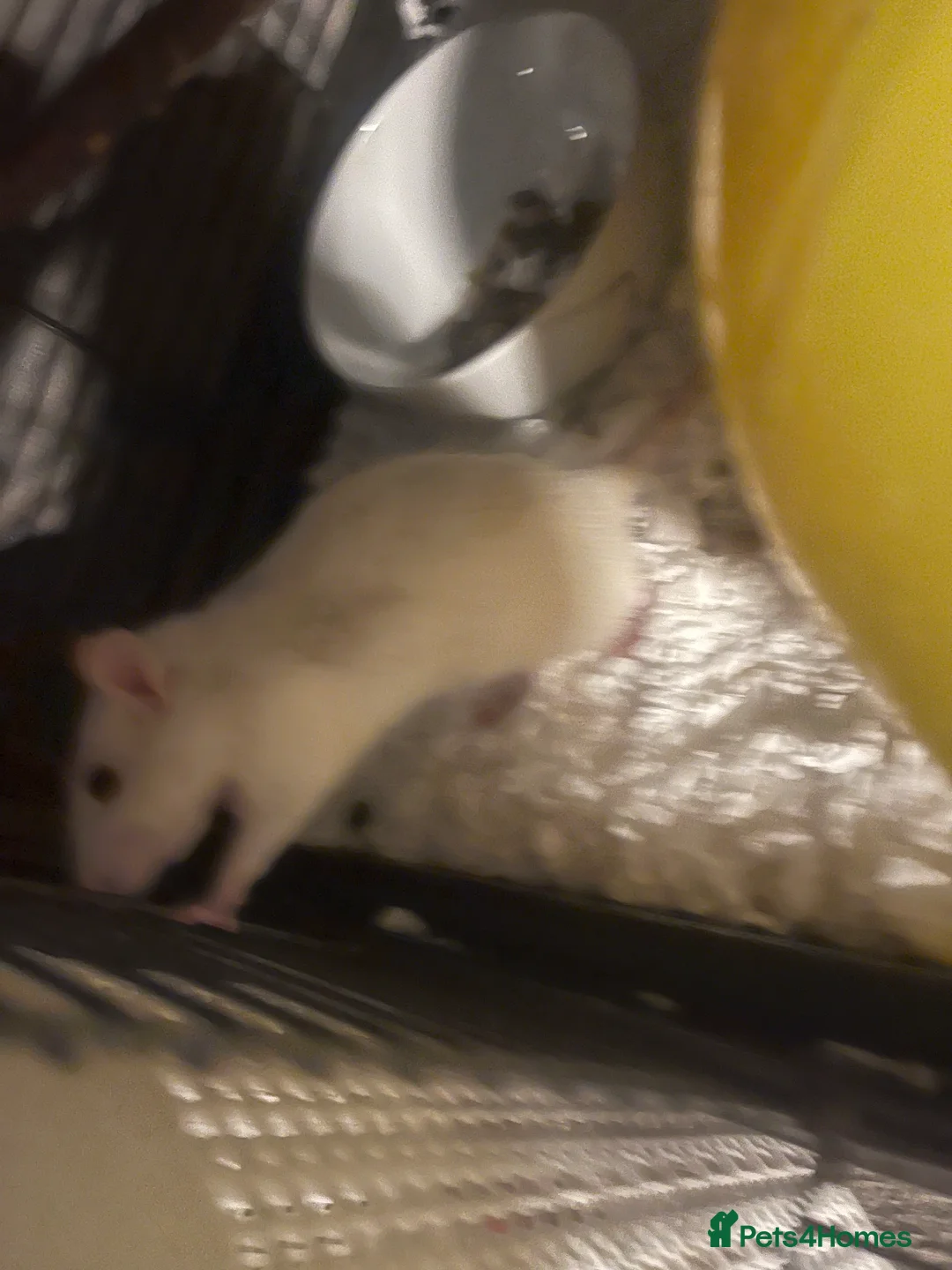 Rat rodents for sale: 6 female rats with cage  - Advert 2