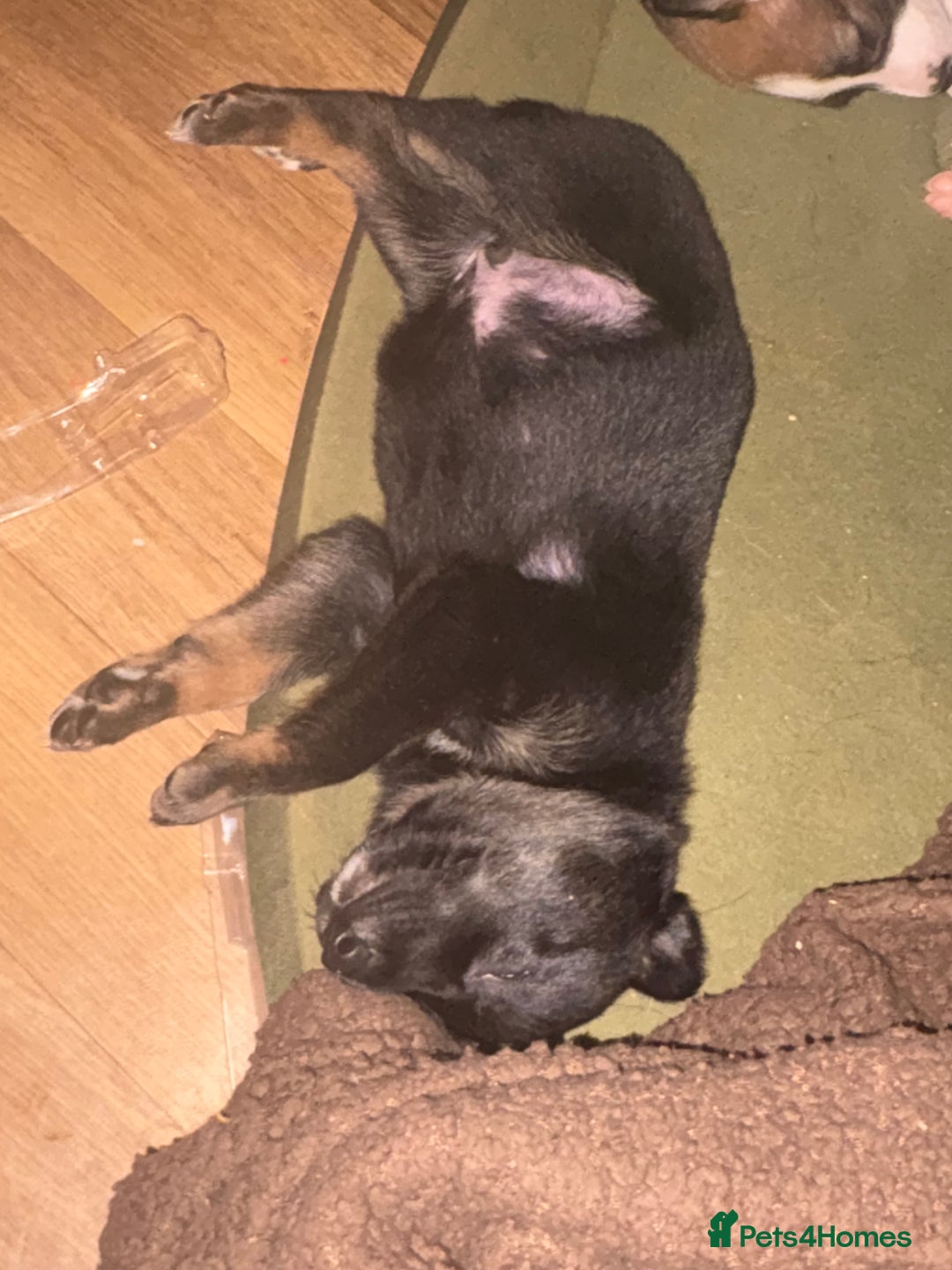 Mixed Breed dogs for sale: Lurcher x German Shepard puppies forsale - Image 28