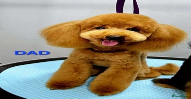 Cavapoo dogs - Advert 5