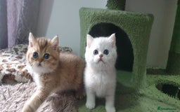 British Shorthair cats for sale: Stunning GCCF British Shorthair Kittens. - Image 21