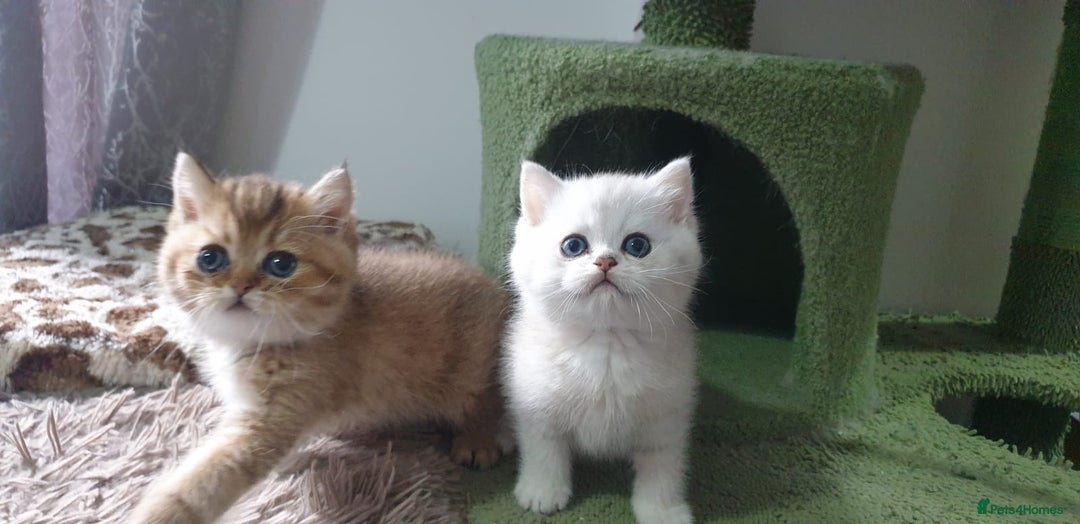 British Shorthair cats for sale: Stunning GCCF British Shorthair Kittens. - Image 21