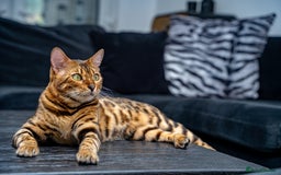 Bengal cats for sale: One of the kind Bengal Female -TICA reg.-Wild look - Image 18