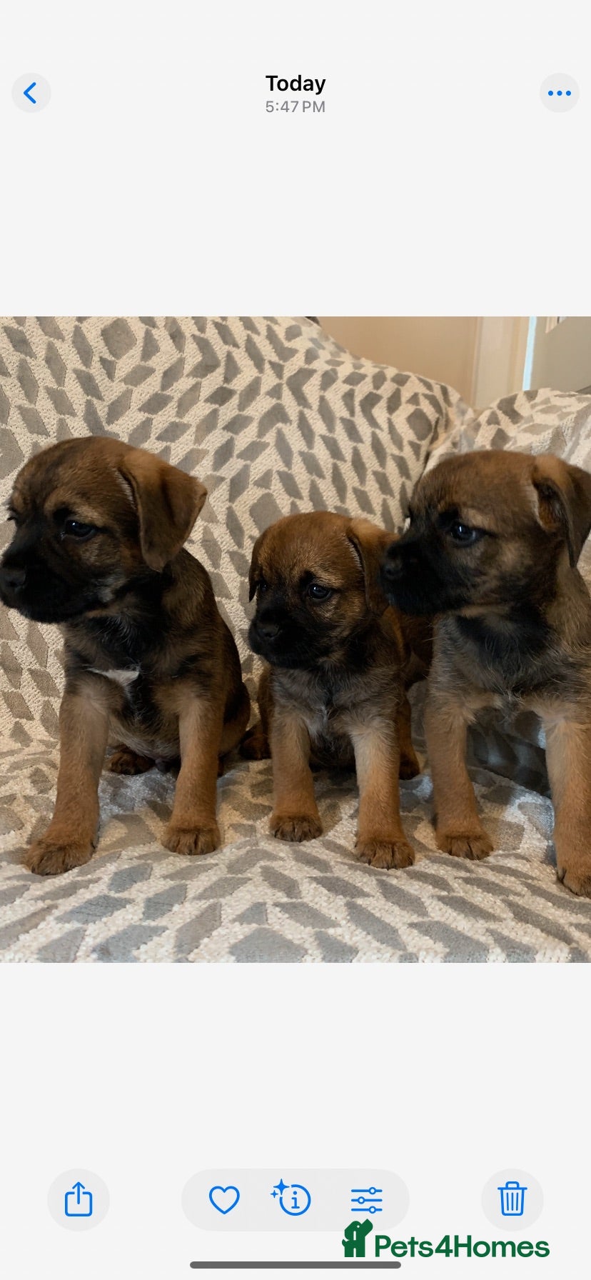 Border Terrier dogs Border terrier puppies  - Advert 1