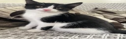 Mixed Breed cats for sale: Two beautiful black & white female kittens - Advert 22