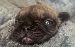 French Bulldog dogs for sale: Beautiful Rainbow Litter of Frenchies - Image 3