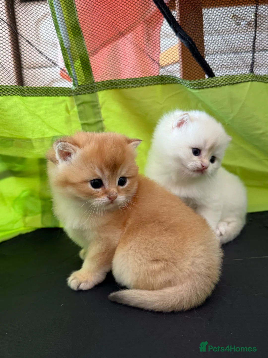 British Shorthair cats for sale: Golden British Shorthair Kittens – Reservation in Preston - Advert 9