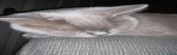 Mixed Breed cats for sale: Beautiful Blue British Short Hair X Kitten  - Advert 2
