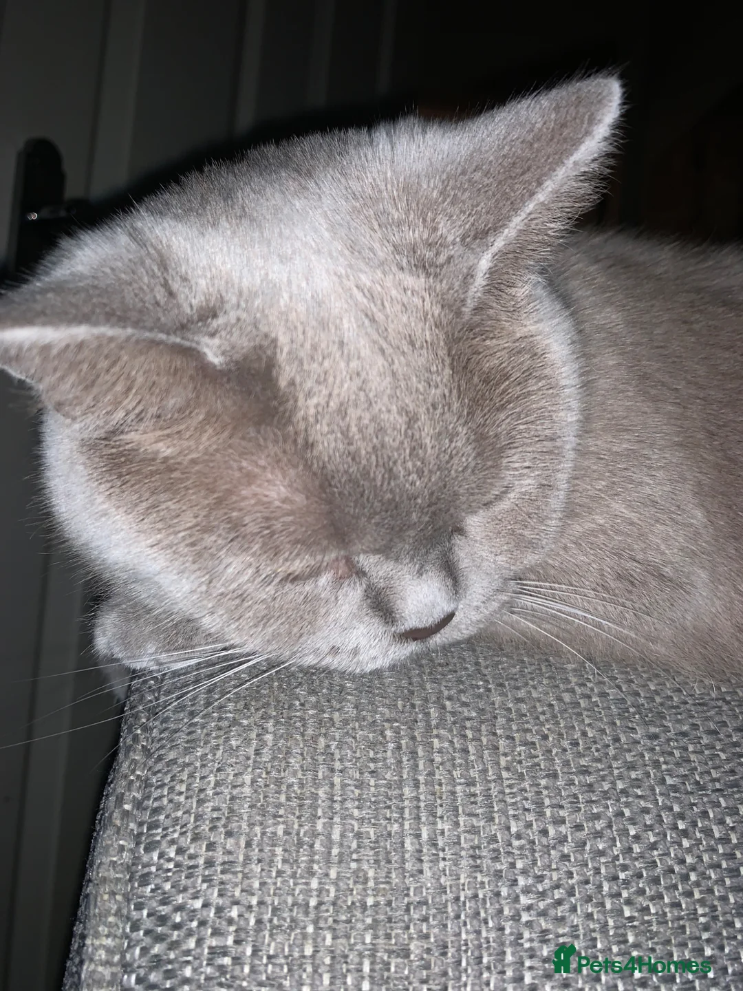 Mixed Breed cats for sale: Beautiful Blue British Short Hair X Kitten  - Advert 2