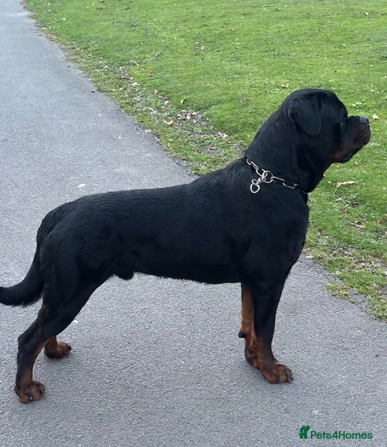 apolo